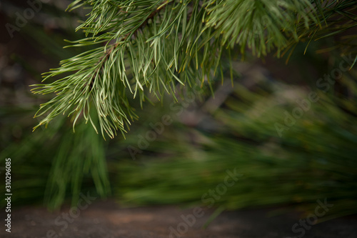 Christmas tree and blurred background. Selective focus