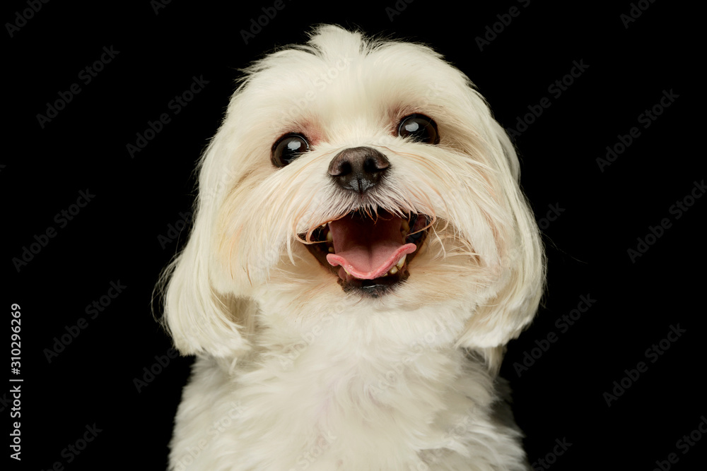 Portrait of an adorable Maltese Portrait of an adorable Maltese