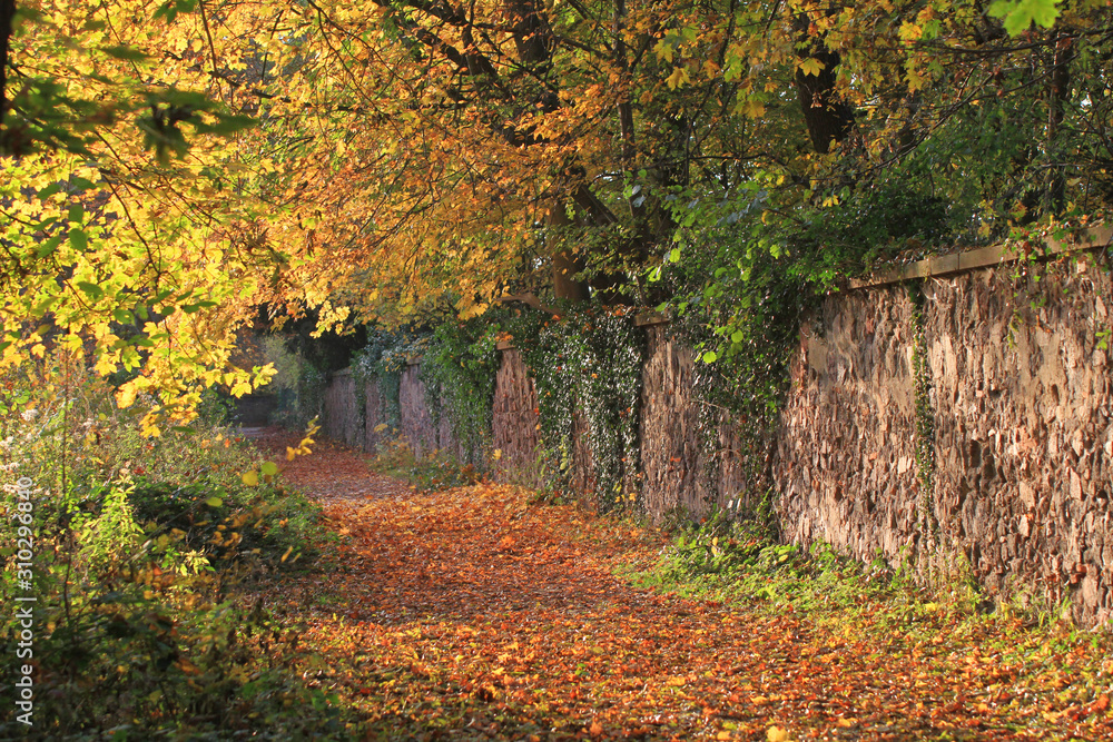 waldweg im Herbst waldweg im Herbst