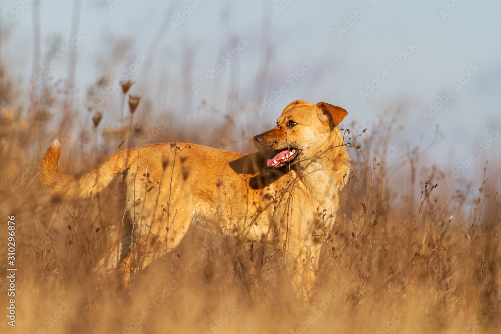 funny dog stands with interest looks away funny dog stands with interest looks away