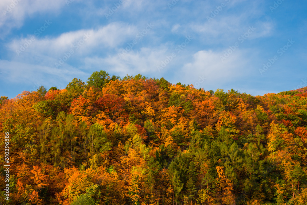 Hill with colorful trees and bright blue sky, in autumn Hill with colorful trees and bright blue sky, in autumn
