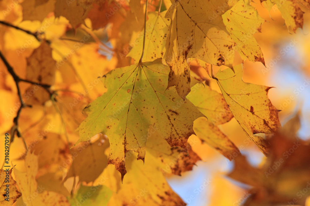 Fototapeta premium Buntes Herbstlaub