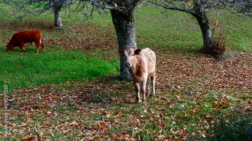 vacas de ra√ßa barros√£, pastando no campo em modo selvagem / cows of barrosan breed, grazing in the field in wild mode photo