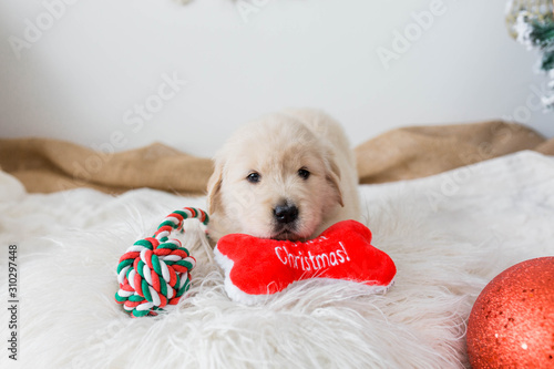 Golden Retriever Puppy with Christmas Toys