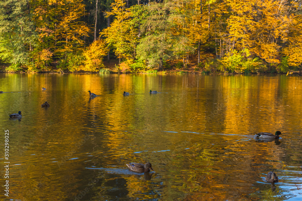 Obraz premium Autumn morning at lake Thal near Graz, Styria region, Austria