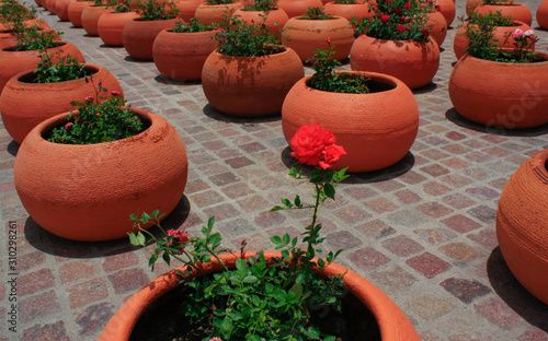 Big Clay pots with green plants