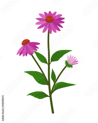 Echinacea purpurea healing flower vector medical illustration isolated on white background in flat design, infographic elements, coneflower healing herb icon.