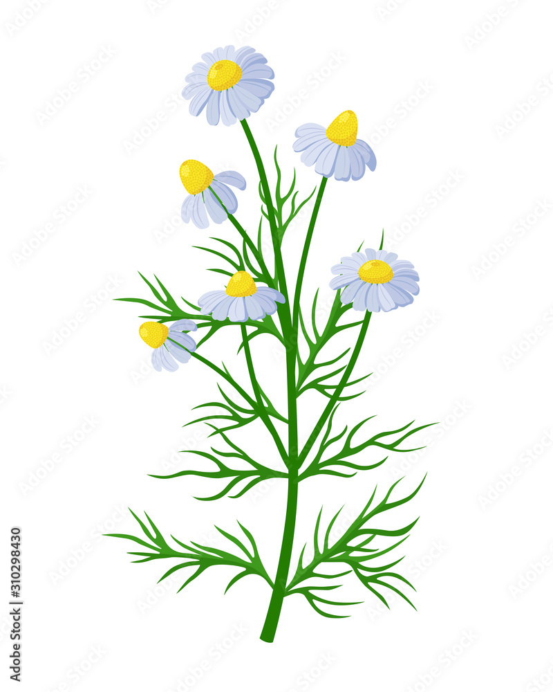 Obraz Chamomile healing flower vector medical illustration isolated on white background in flat design, infographic elements, Camomile healing herb icon.