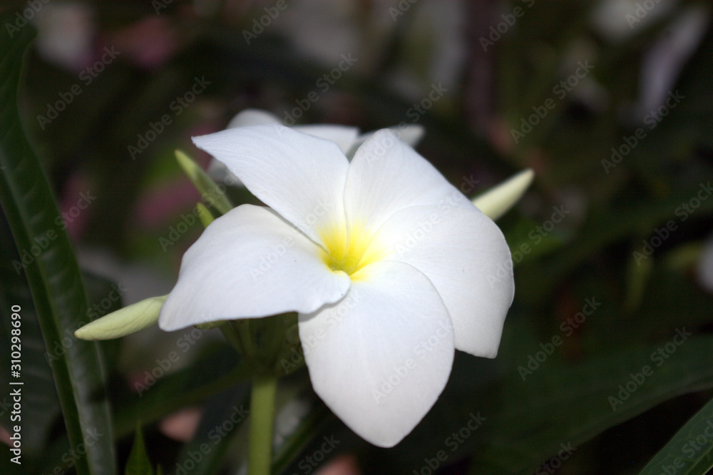 All beautiful to love you even the color of the pure flower All beautiful to love you even the color of the pure flower