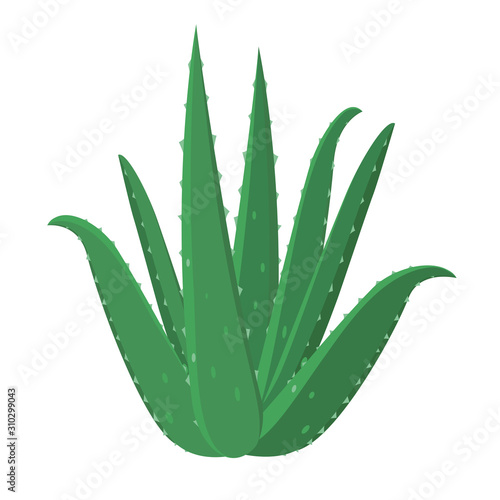 Aloe Vera healing flower vector medical illustration isolated on white background in flat design, infographic elements, Aloe Vera herb icon.