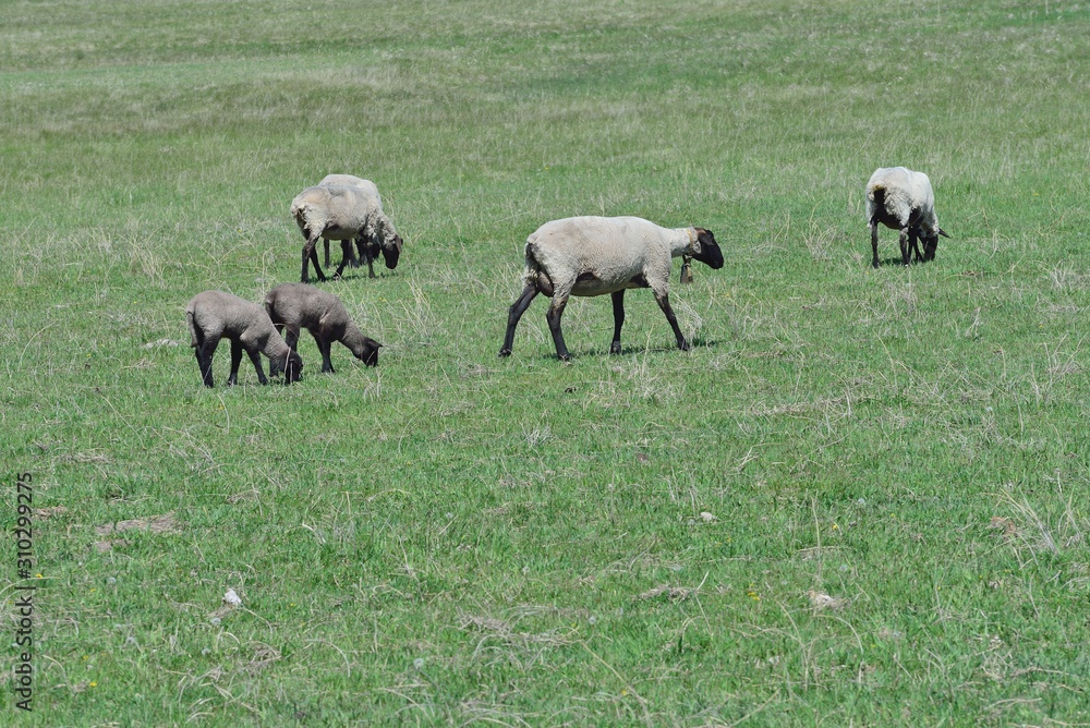 Bellwether ewe heads across pasture with ewes and lambs grazing. Bellwether ewe heads across pasture with ewes and lambs grazing.