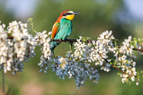 wild bird sits among spring blossoming tree