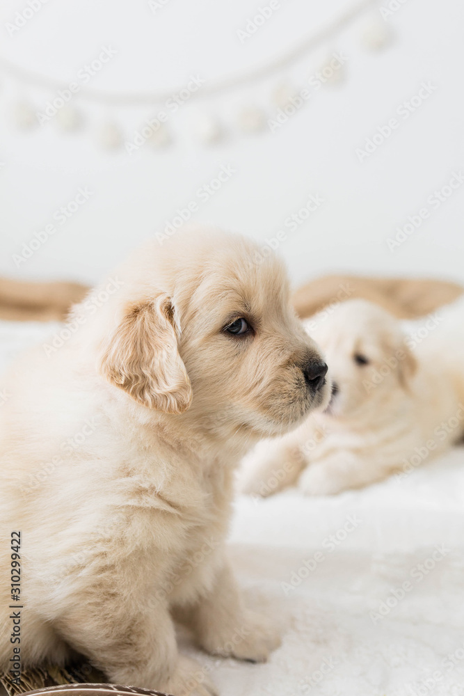 Golden Retriever Puppies Paying on White Blanket Golden Retriever Puppies Paying on White Blanket
