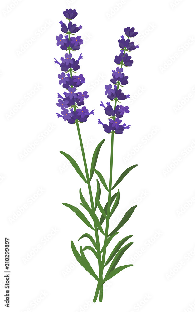 Naklejka premium Lavandula angustifolia healing flower vector medical illustration isolated on white background in flat design, infographic elements, healing herb lavender icon.