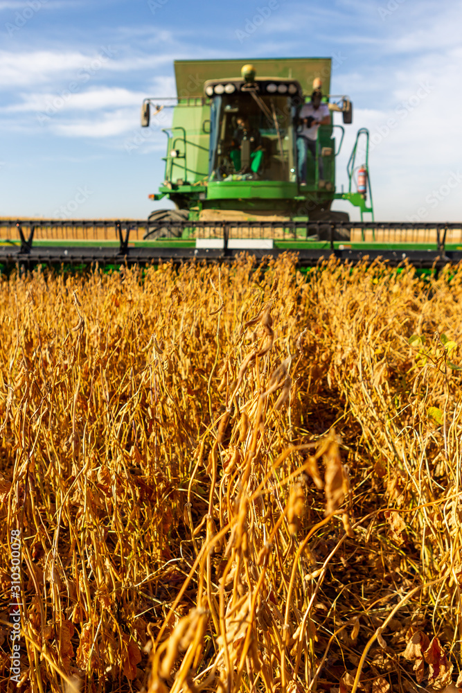 Obraz premium Soy plantation, for human consumption.