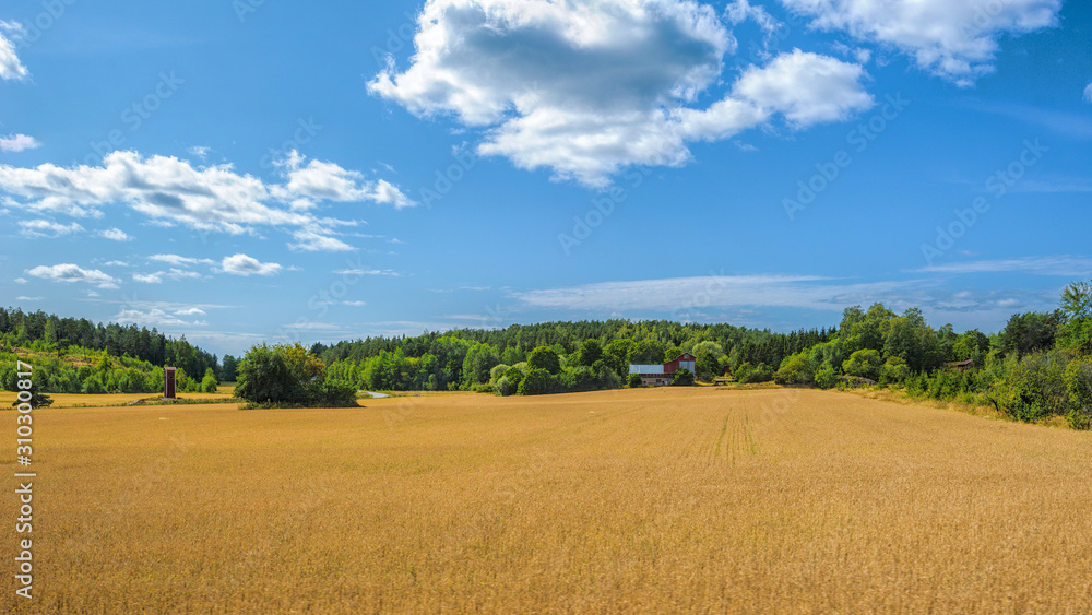 Finland pastoral countryside landscape with green-yellow cereals fields and barns surrounded by forest.