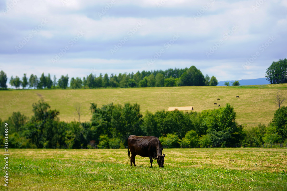 牛のいる風景