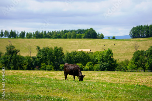 Fototapeta Naklejka Na Ścianę i Meble -  牛のいる風景