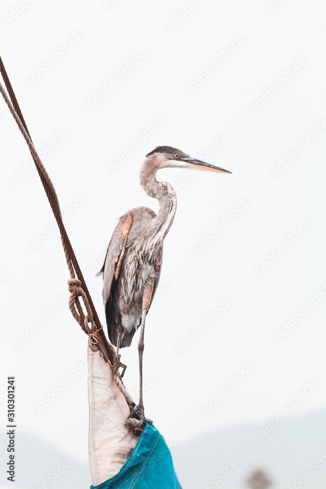 Obraz premium The Great Blue Heron. Large wading bird in the heron family. Bird in the marina.