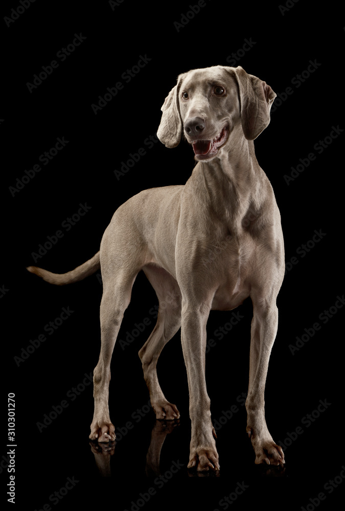 Studio shot of an adorable Weimaraner