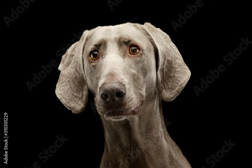Wallpaper Mural Portrait of an adorable Weimaraner Torontodigital.ca