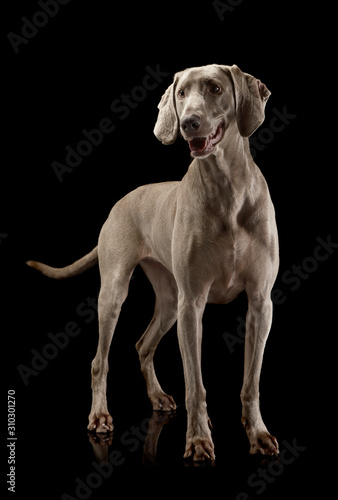 Obraz na płótnie Studio shot of an adorable Weimaraner w salonie
