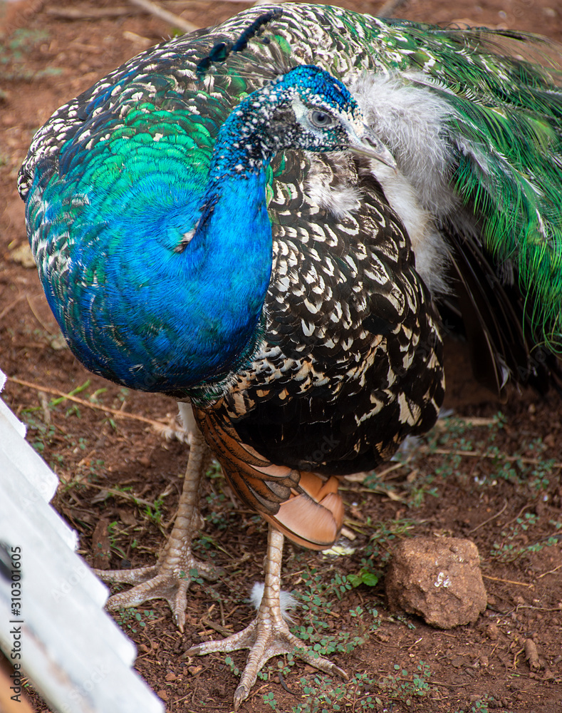 Fototapeta premium Peacock bird
