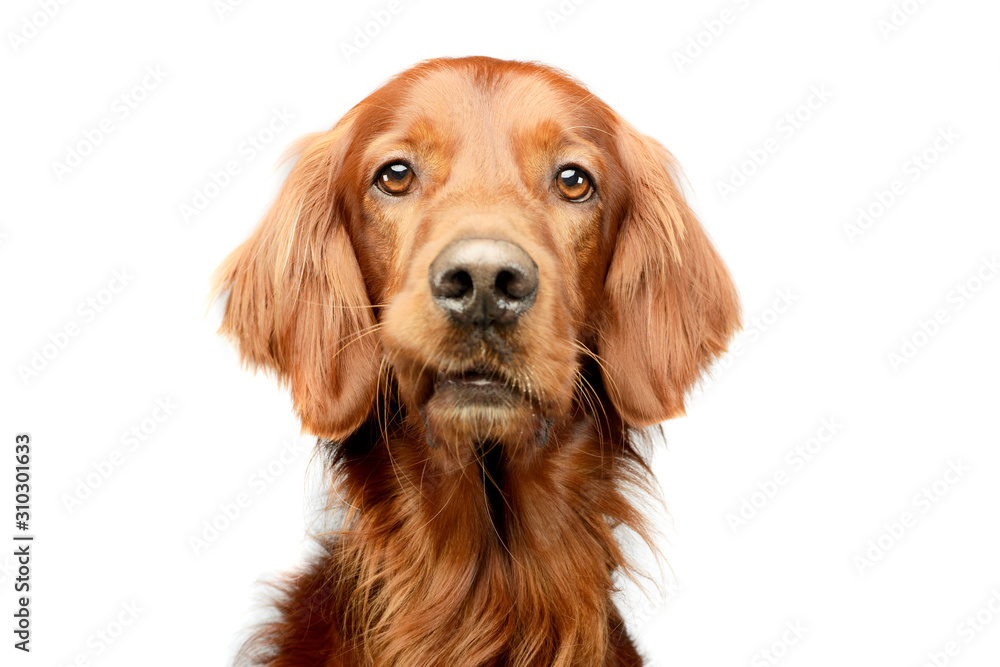 Portrait of an adorable irish setter