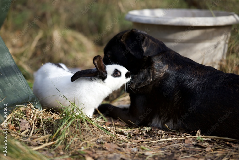 Lapine et chien cohabitation