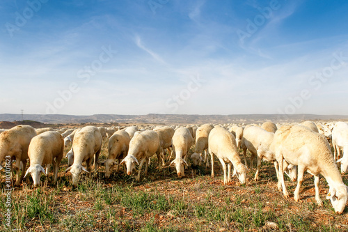 Breeding of sheep in a farm.