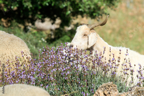 Breeding goats in a farm.