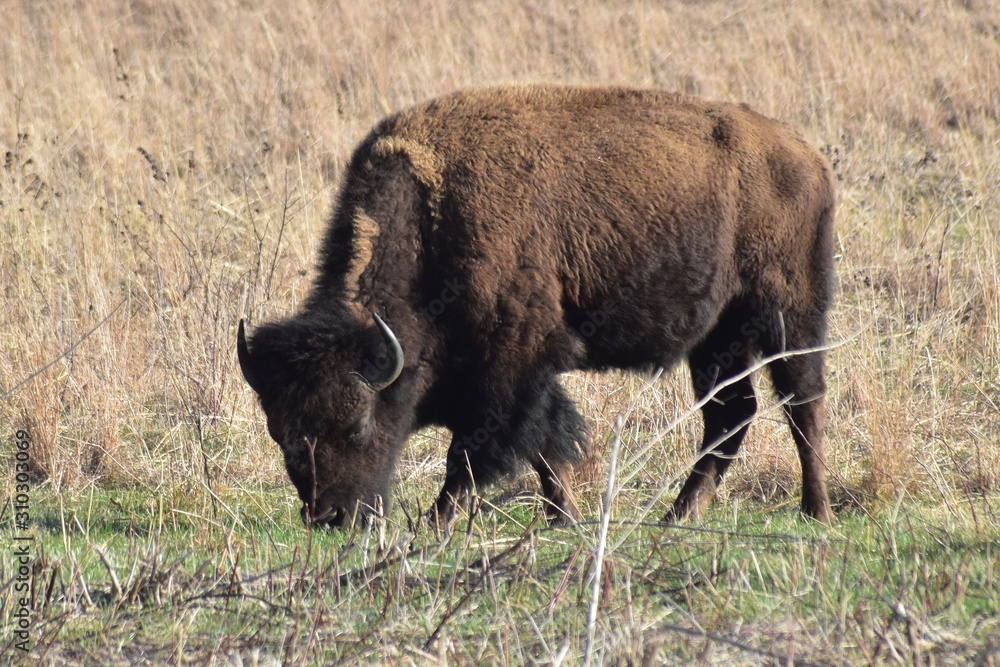 Bison 3 Bison 3