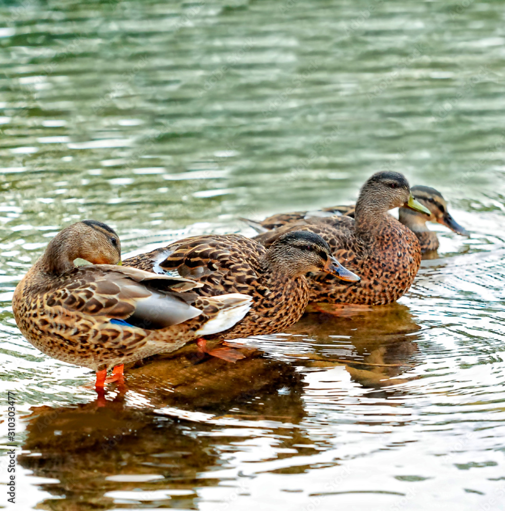Fototapeta premium Four Ducks in a Lake