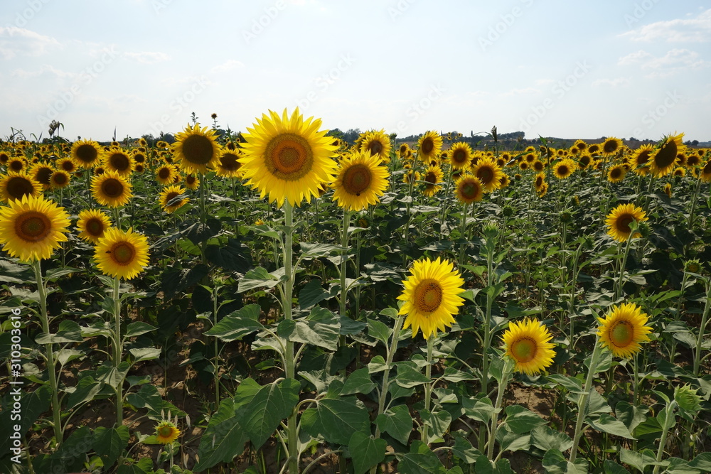 Obraz premium Tuscan sunflowers