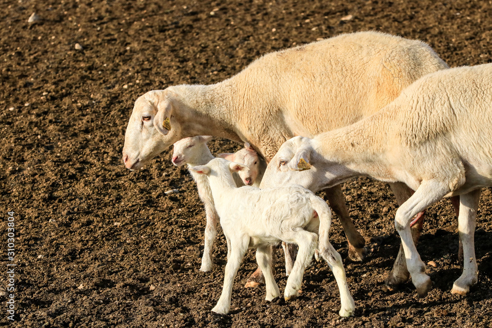 Obraz premium Breeding of sheep in a farm.