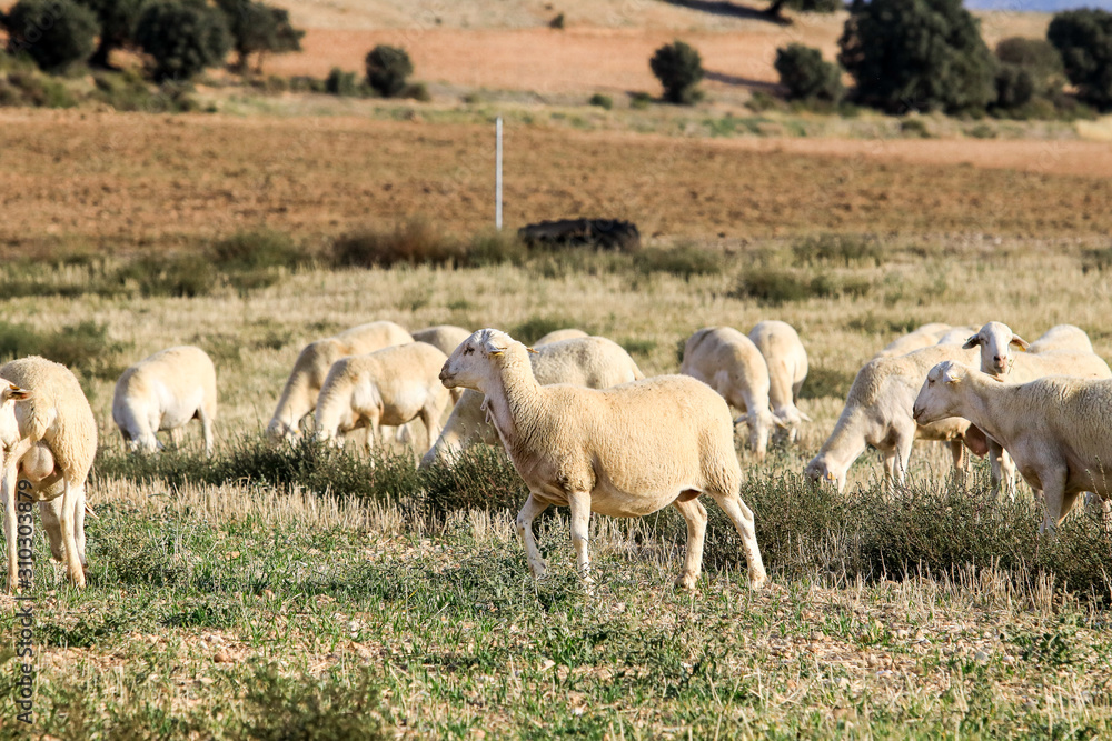Breeding of sheep in a farm. Breeding of sheep in a farm.