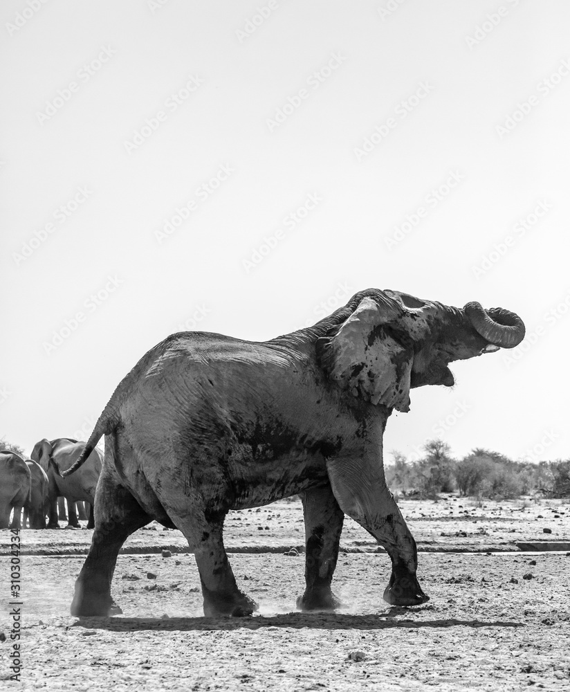 Fototapeta premium Elephant at Etosha national park, Namibia, Africa