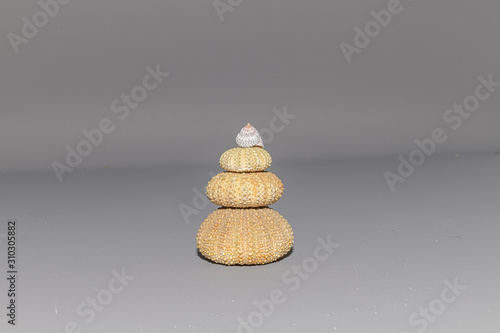 Canvas Print various shells