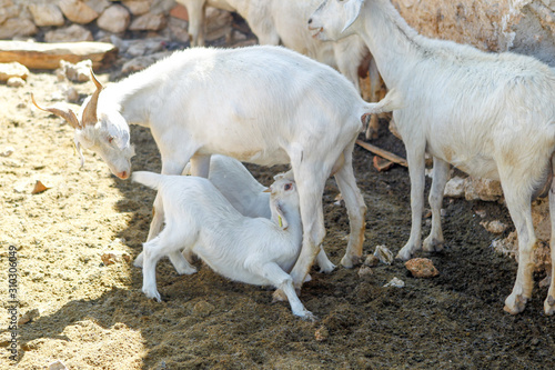 Breeding goats in a farm.