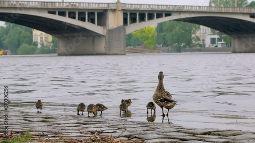 duck with brood of ducklings are walking over stone quay in city in summer day photo