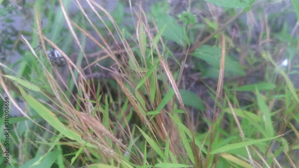 A spider escape from enemy in nature background A spider escape from enemy in nature background