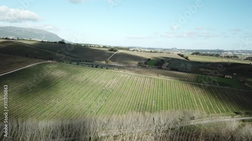 Aerial Vineyards of Ribatejo, Portugal photo