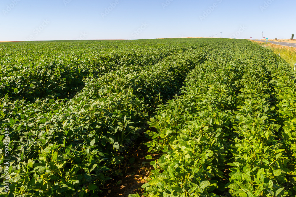 Soy plantation, for human consumption.