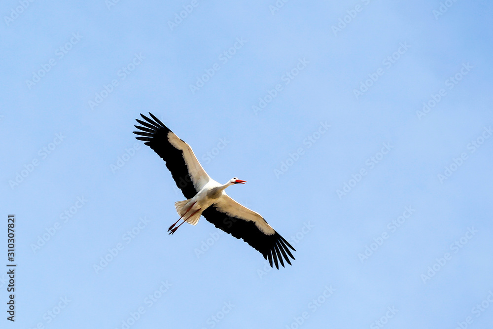 Fototapeta premium A group of storks make their nests