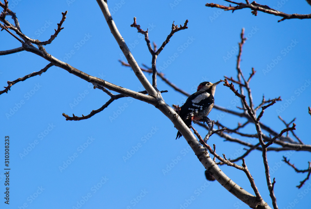 woodpecker on a tree woodpecker on a tree