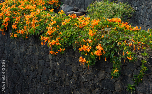 exotic orange pyrostegia venusta flowers on volcanic rocks of Canary Islands background photo