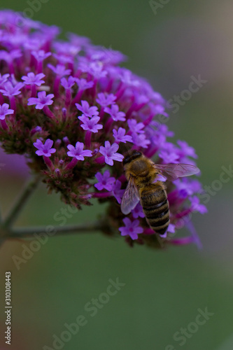 Biene aus Eisenkraut photo