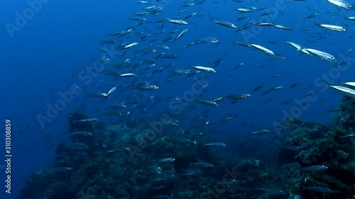 Chicharro shoal photo