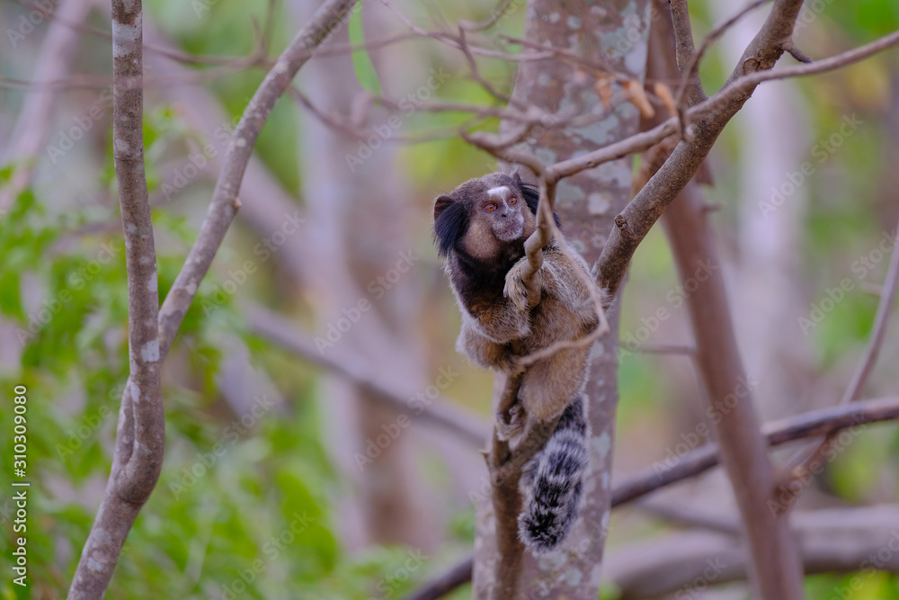 Black Tufted Marmoset, Callithrix Penicillata, sitting on a branch in the trees at Poco Encantado, Chapada Diamantina, Bahia, Brazil