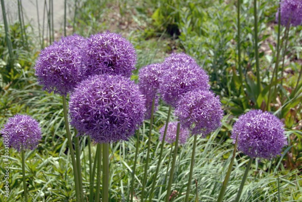 Obraz premium Ville d'Argentan, jardin public et fleurs, département de l'Orne